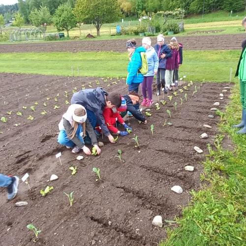 3b beim Pflanzen